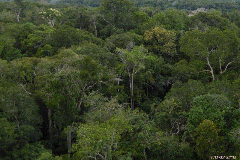 New Satellite Imaging Technology Enhances Plant Growth Monitoring