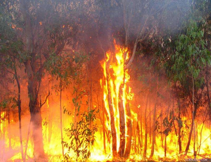 Effective Bushfire Management: Enhancing Safety and Protecting Biodiversity