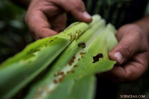Fall Armyworm Invasion Threatens Uganda s Crops