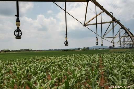 Fall Armyworm Invasion Threatens Uganda s Crops