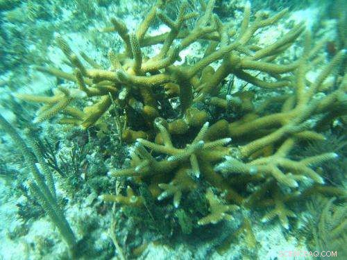 Land‑Based Microbes Threaten Coral Reefs: New Study Reveals Invasive Bacteria and Fungi Damage