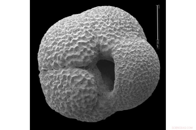 Northern Oceans: How They Once Released CO₂ Into the Atmosphere