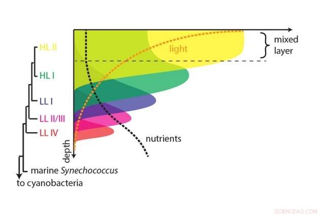 How Prochlorococcus and Microbial Partners Shape Complex Marine Ecosystems