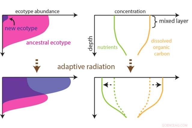How Prochlorococcus and Microbial Partners Shape Complex Marine Ecosystems