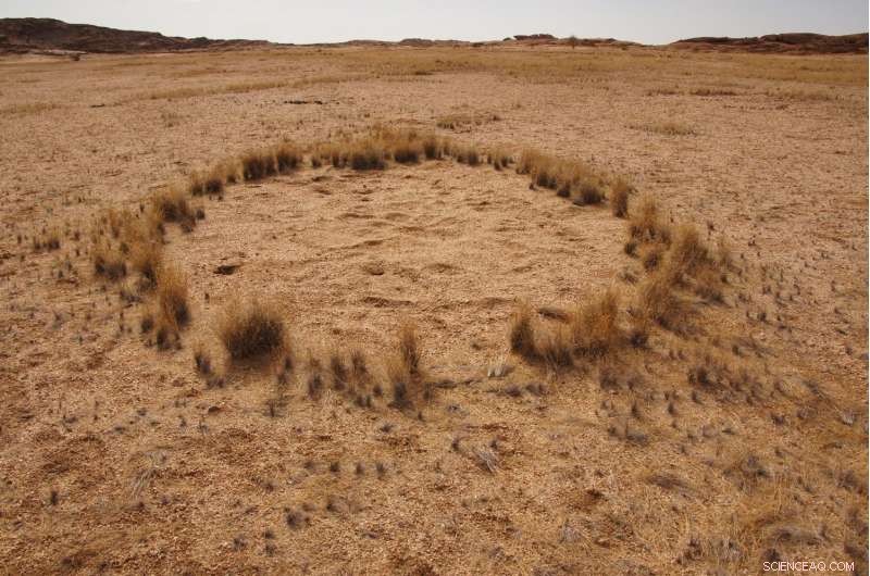 New Study Illuminates the Mysteries of Namibia s Fairy Circles