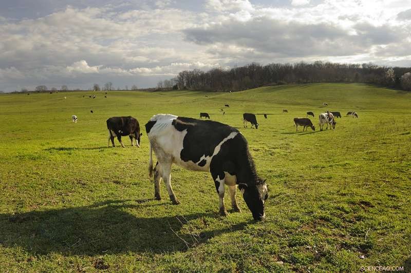 Antibiotics from Cattle Manure Alter Soil Microbial Communities