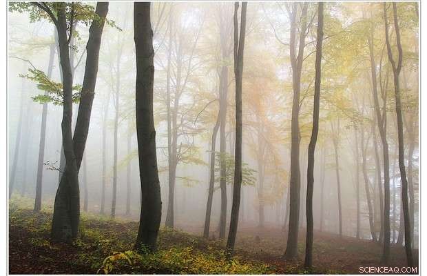 Forests Combat Global Warming in Unexpected Ways, New Research Reveals