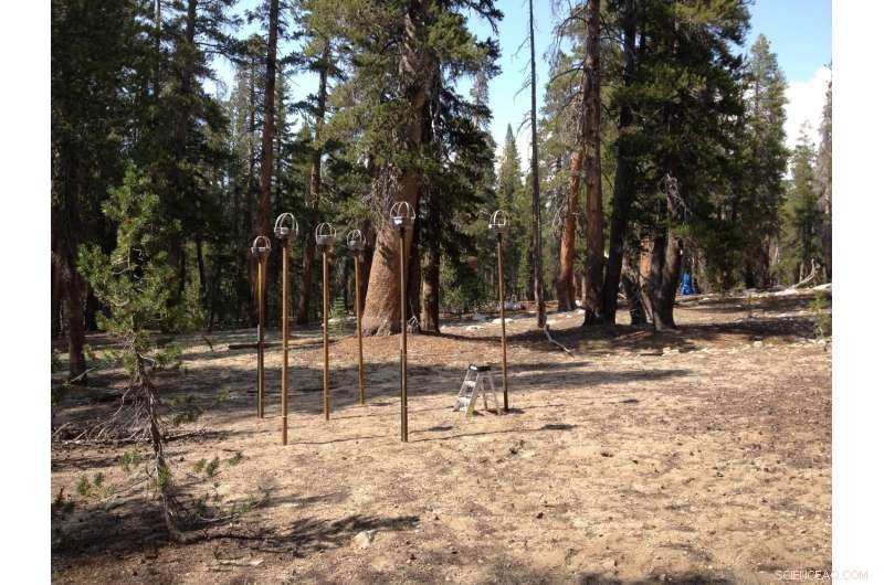 Dust Plays Key Role in Regulating Sierra Nevada Ecosystems, New Study Reveals