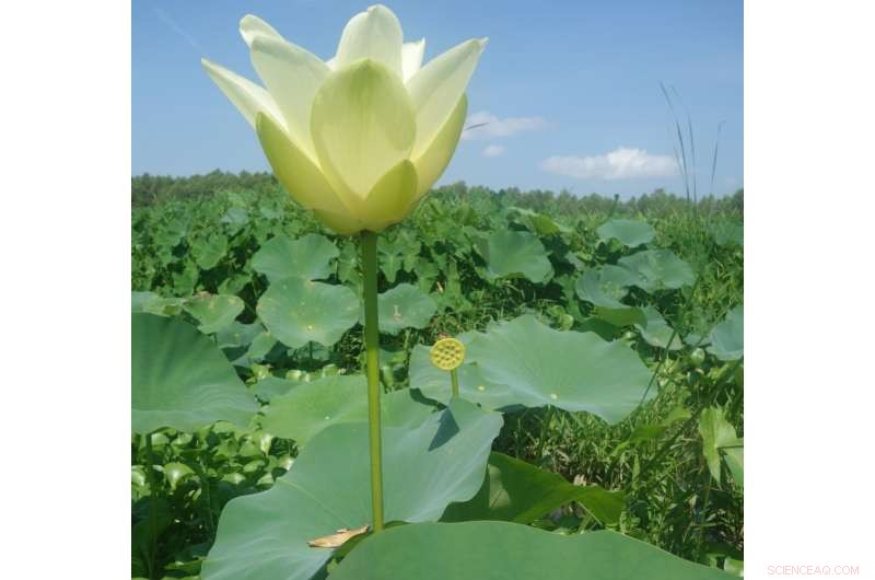 Building Climate Resilience: Harnessing Order in Chaos to Strengthen Ecosystem Defense