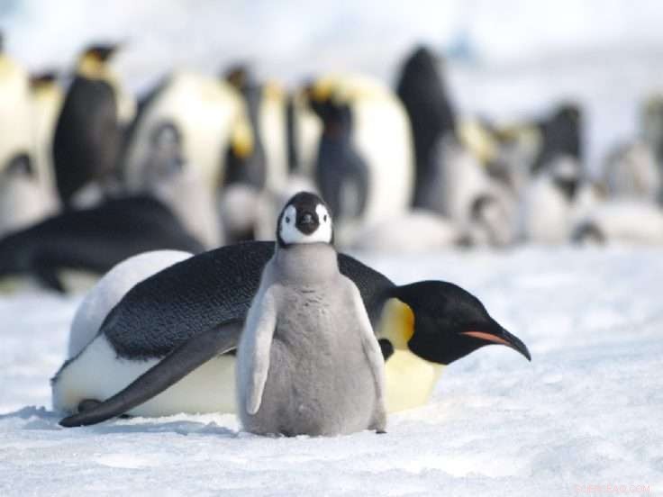 Antarctic Biodiversity Faces Critical Threats Amid Climate Change