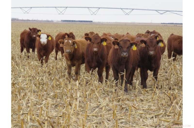 Nebraska Study Confirms Grazing Cattle on Crop Residues Enhances Soil Health Without Harm