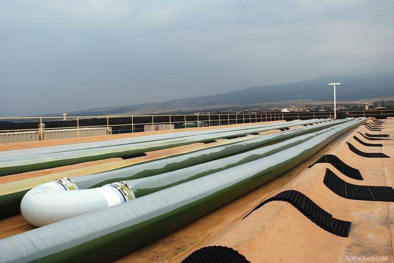 Microalgae: A Key Tool in Combating Climate Warming