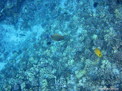 New Study Highlights Crucial Role of Coastal Water Quality for Beachgoers