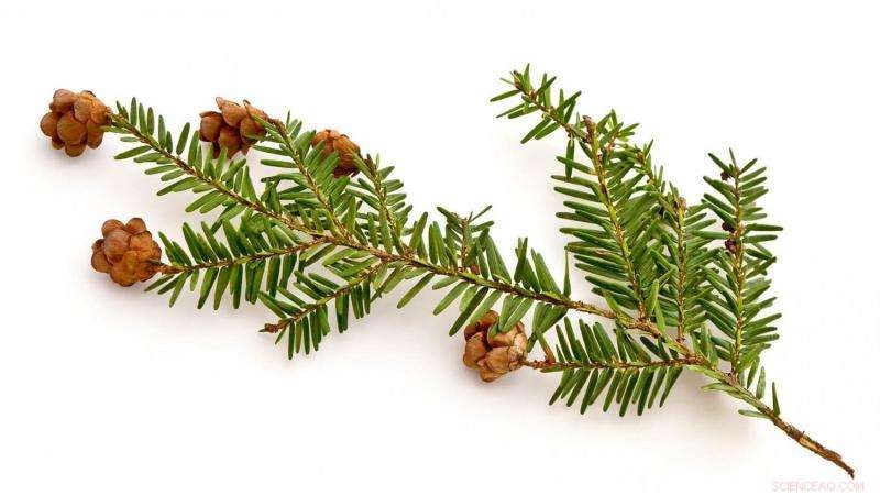New Study Forecasts Accelerated Decline of Eastern Hemlock Amid Warming Winters