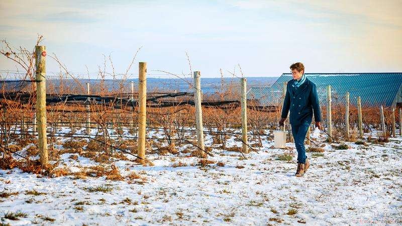 Scientists Seek Genetic Solutions to Enable Grapes to Withstand Cold Weather