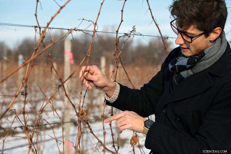 Scientists Seek Genetic Solutions to Enable Grapes to Withstand Cold Weather