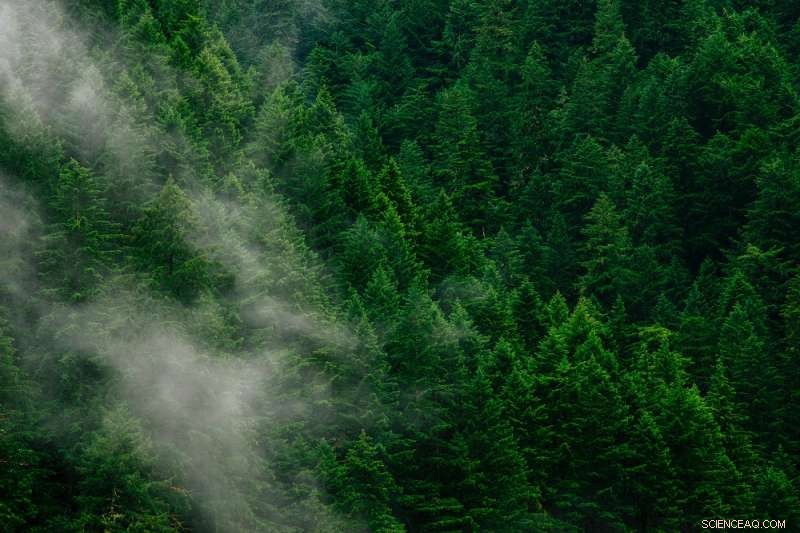 Forest Mobilization: Unlocking Europe s Wood Energy Potential for Sustainable Power