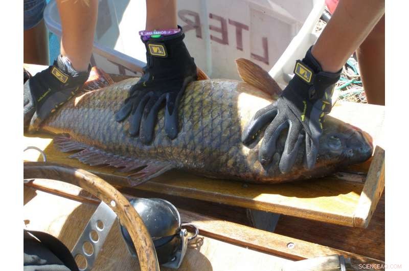 Unveiling the Unpredictable: Why Biological Populations Often Surprise Us