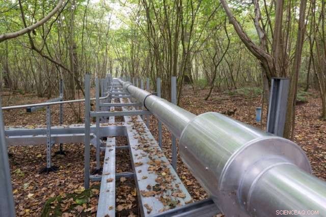 Groundbreaking Decade-Long Experiment Unveils Climate Change Impact on Future Forests