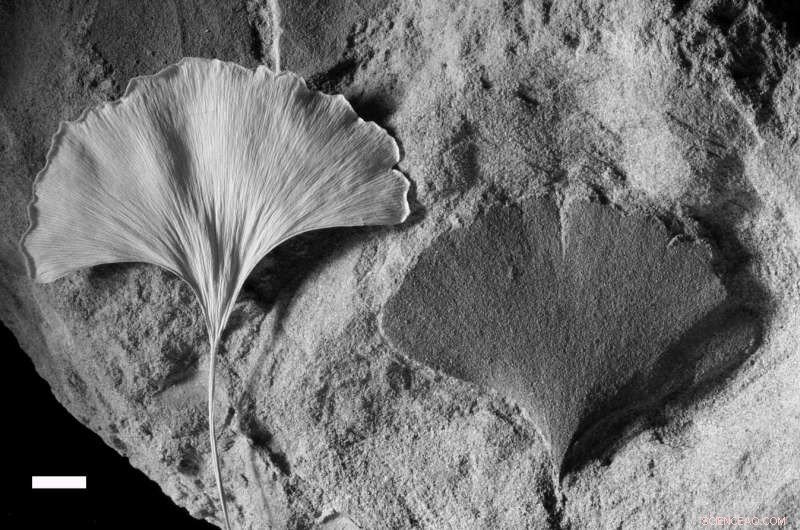 Future CO₂ Levels and Climate Warming Could Surpass 420‑Million‑Year Records