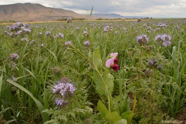 Healthy Soil: The Essential Ingredient for Global Food Security