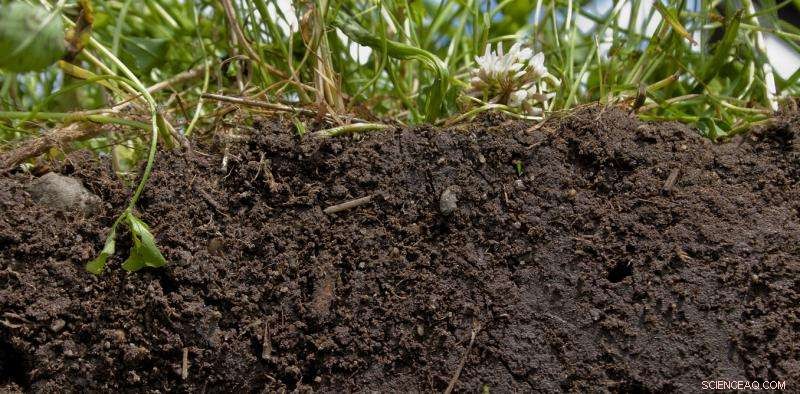 Healthy Soil: The Essential Ingredient for Global Food Security