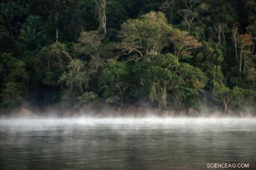 Global Survey Reveals 9,600 Tree Species Threatened With Extinction