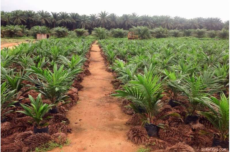 Africa s Growing Agriculture Threatens Deforestation: New Study Highlights Risks