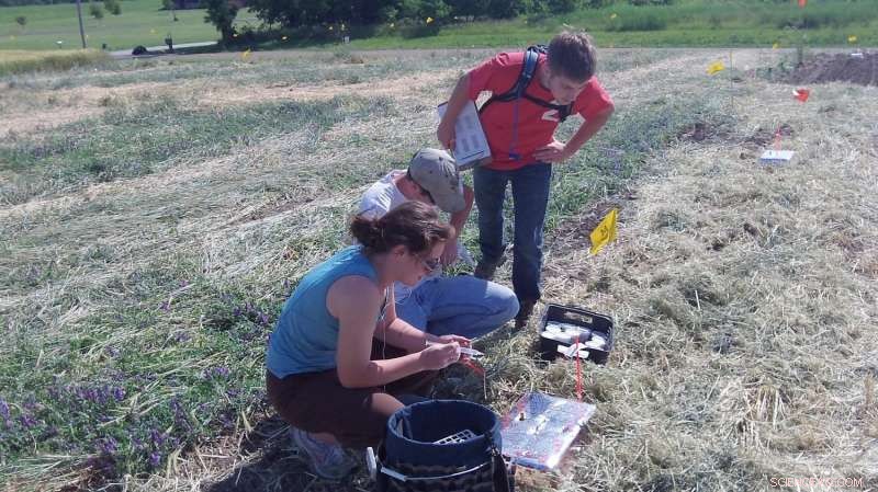 Organic Cover Crop Strategies: Cover, Crimp, Cultivate for Effective Weed Control