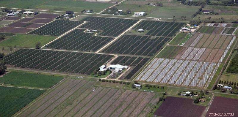 Cyclone Debbie Devastates Bowen’s Winter Vegetable Supply, Threatening Major Australian Markets