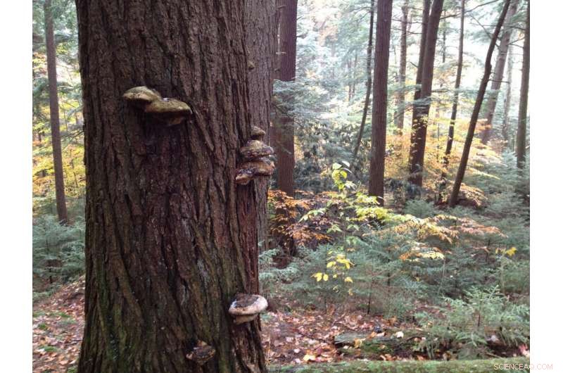 New Forestry Technique Mimics Old Growth to Boost Carbon Sequestration and Profit