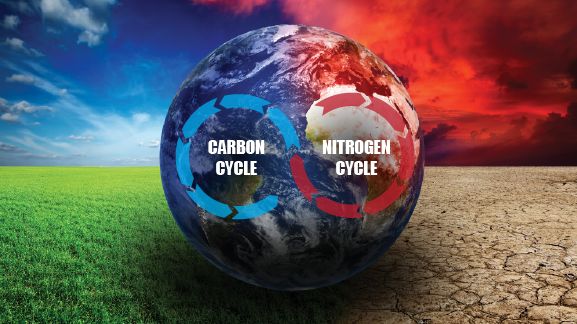 How Carbon and Nitrogen Cycles Shape Vegetation Shifts and Climate Feedbacks