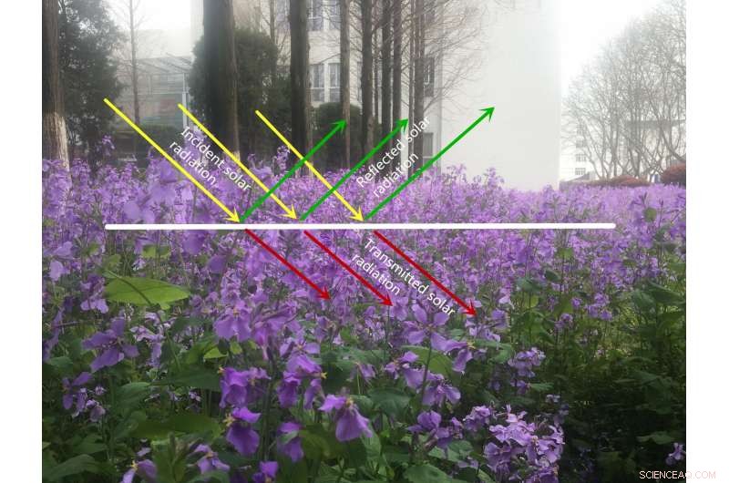 Enhanced Canopy Radiative Transfer Model for Accurate Land‑Surface Radiation Predictions