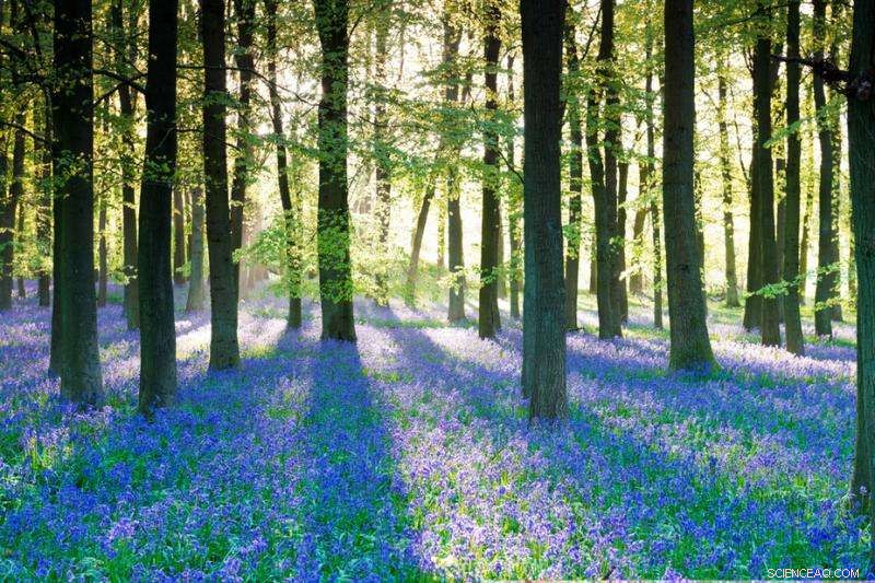 Bloomageddon: 7 Proven Strategies Bluebells Use to Dominate Woodland Blooms