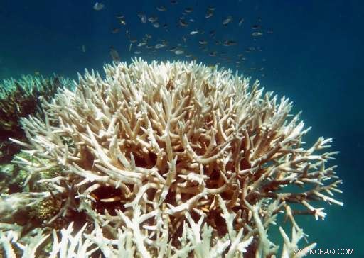 Great Barrier Reef: Zero Recovery Prospects After Consecutive Bleaching Events