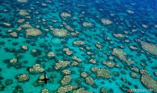 Great Barrier Reef: Zero Recovery Prospects After Consecutive Bleaching Events