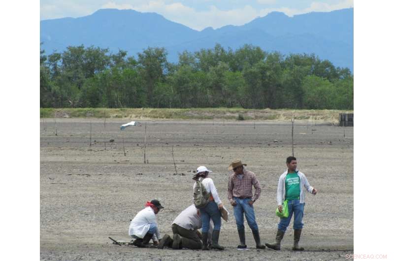 Mangrove Forest Conversion Significantly Amplifies Greenhouse Gas Emissions