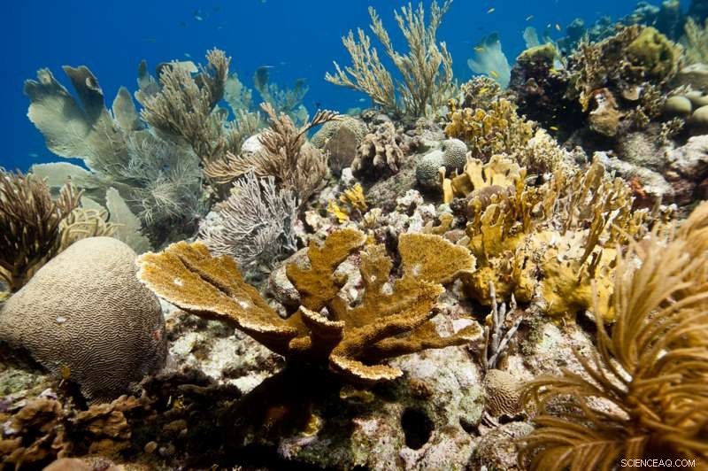 Caribbean Launches Global Coral Reef Restoration Initiative