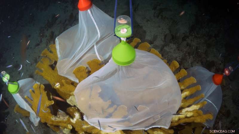 Caribbean Launches Global Coral Reef Restoration Initiative