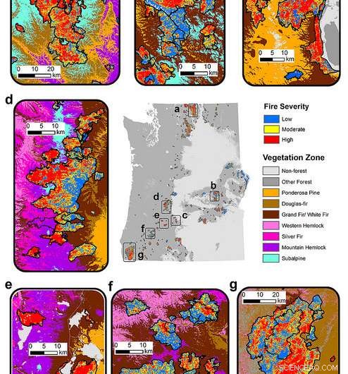 Rising Wildfires in the Pacific Northwest Reshape Forest Ecosystems