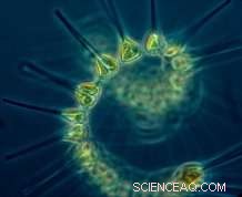 El Niño Highlights Global Warming’s Impact on Marine Production