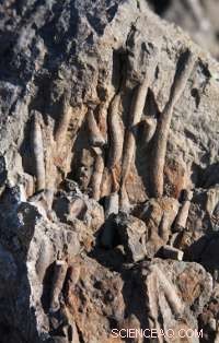 Methane Seeps Revealed in the Canadian High Arctic: Climate Impact and Geological Insights