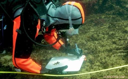 Shikine Island: A Volcanic Key to Protecting Coral Reefs
