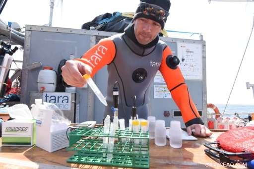 Shikine Island: A Volcanic Key to Protecting Coral Reefs