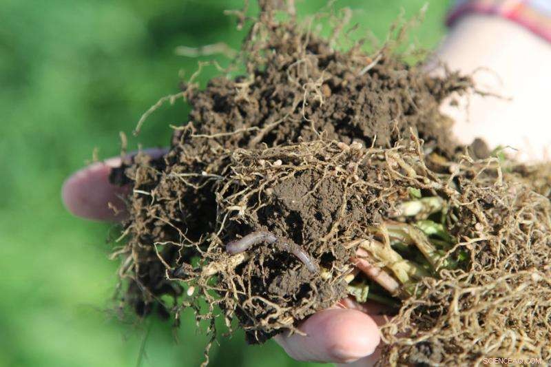 Revitalize Soil Health for a Greener Future