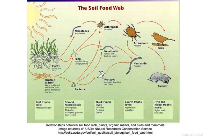 Revitalize Soil Health for a Greener Future