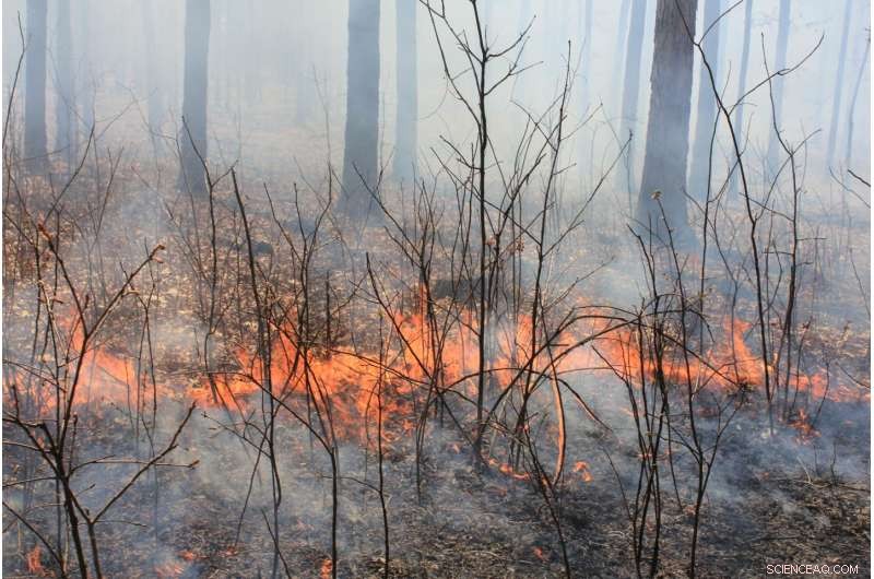 68-Year Study Reveals Long-Term Impacts of Frequent Controlled Forest Fires