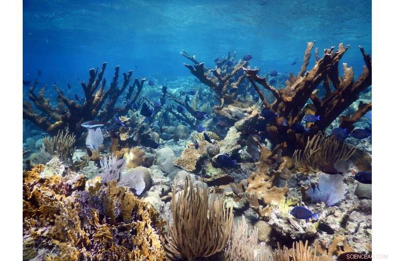 Coral Reefs Battle Rising Seas: Protecting Coastal Communities from Climate Threats