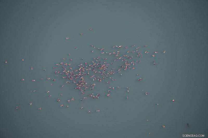 Sea Otters Return to Glacier Bay: A Conservation Success Story