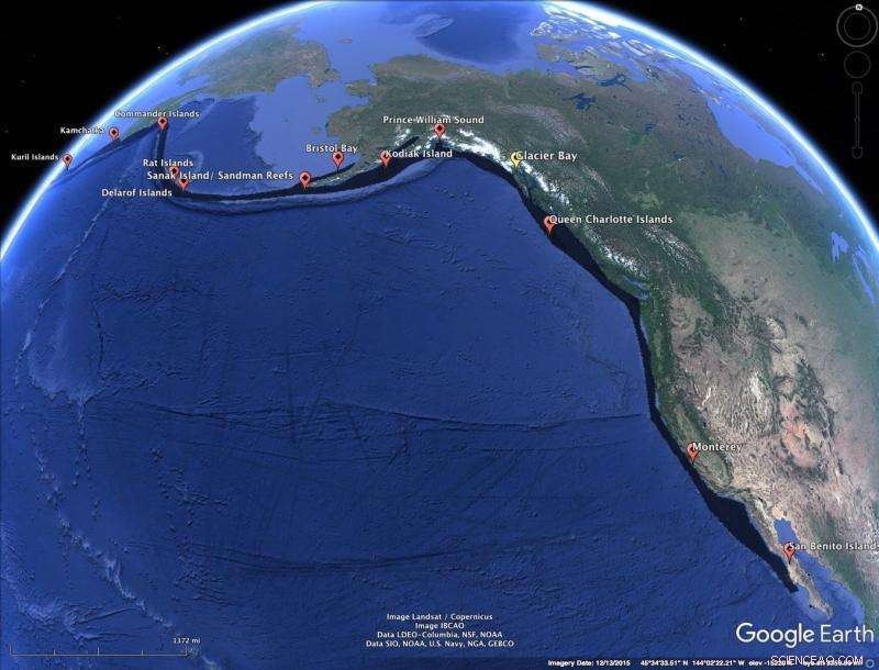 Sea Otters Return to Glacier Bay: A Conservation Success Story